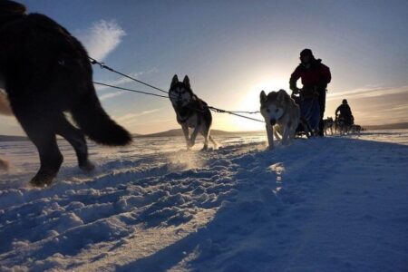 Dog Sledding Adventures in a Winter Wonderland