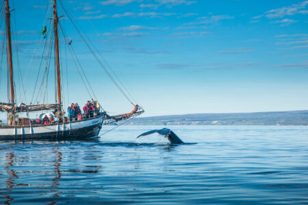 Meet the Guides and Captains on the Boat Tours we offer out of Reykjavik in Iceland