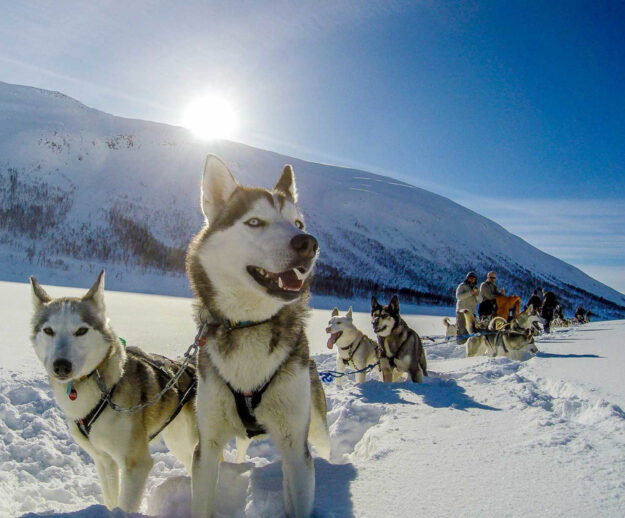 Dog Sledding