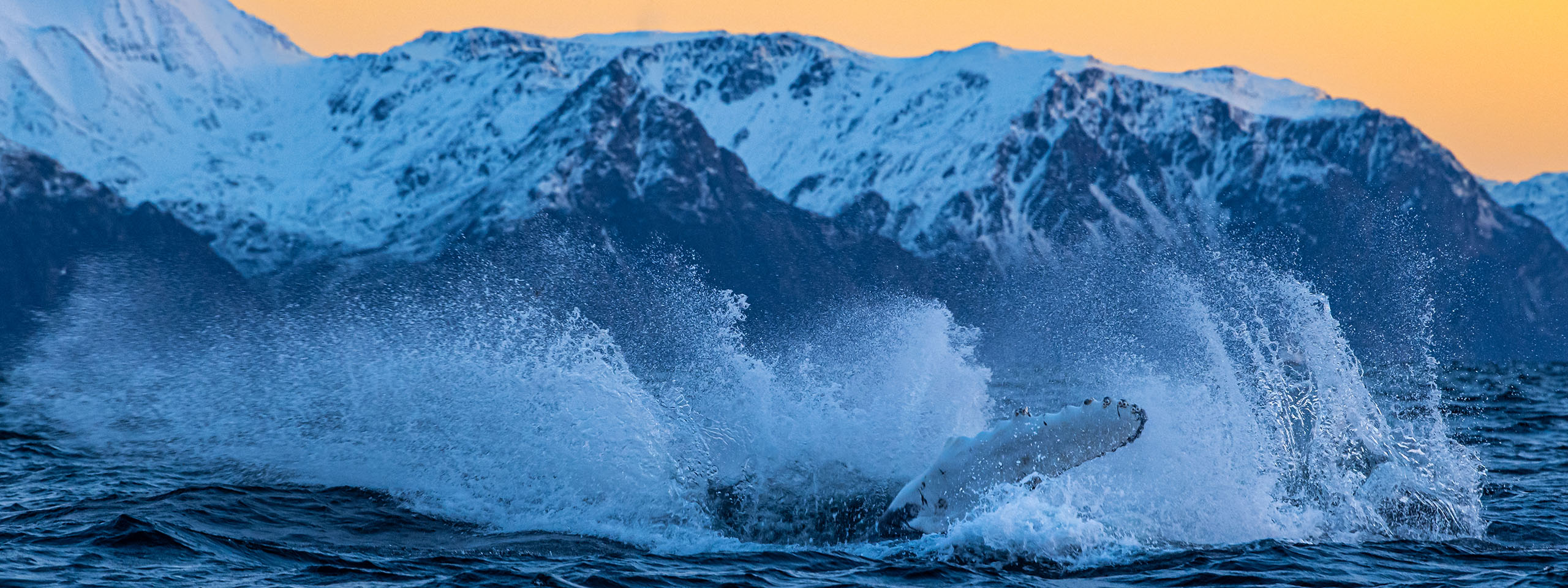 Northern Lights & Marine Giants | Northern Lights Holiday | Whale Watching | Fjord Cruise | A 3-night adventure in Norway that merges the Northern Lights with whale watching.