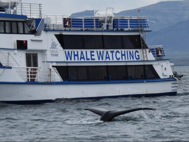 Iceland-whale-watching-humpback-fluking-reykjavik-1000x750_c