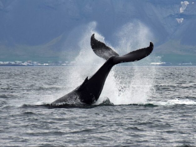 Iceland-whale-watching-humpback-fluking-tail-right-out-1000x750_c