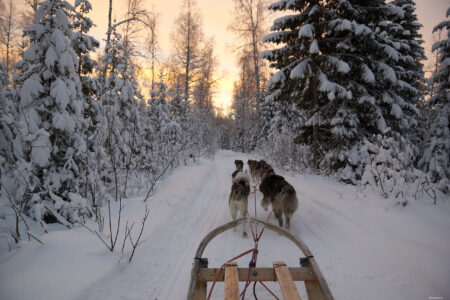 Pine Bay Aurora Escape | 3-Night Winter Holiday Adventure in Sweden Snowmobiling and Dog Sledding | Northern Lights Holiday Experts | Aurora Nights