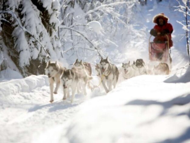 Siberian-Husky-team-1000x750_c