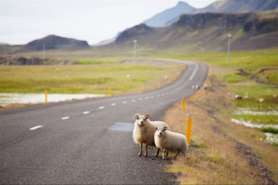 iceland-highlands-sheep-road-278x185_c
