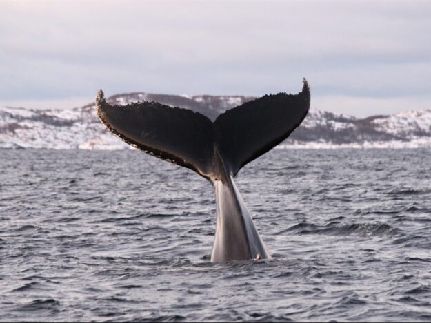 norway-whales-5-1000x750_c