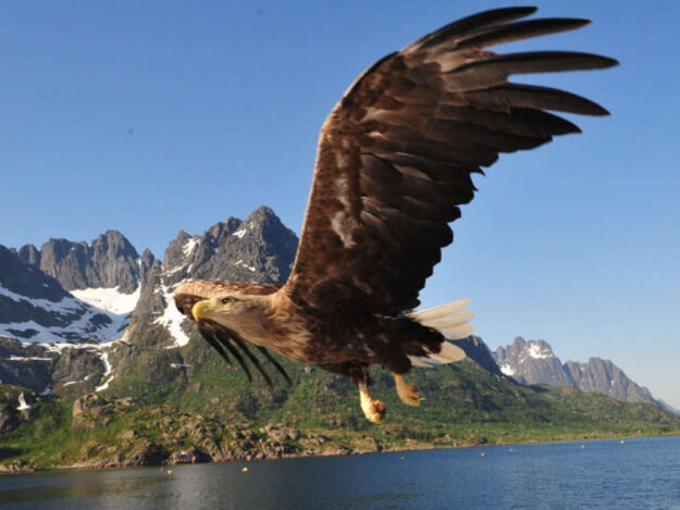 sea-eagle-trolfjord-norway-1000x750_c