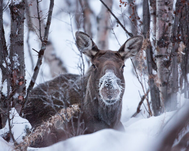 Moose - National park Abisko | Aurora Nights