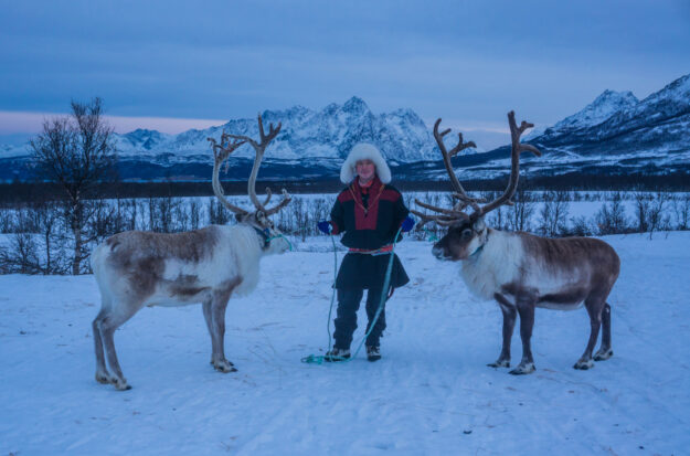 Reindeer, Sami Experience Tromso - Aurora Nights