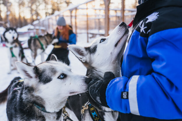 Aurora Nights Apukka and Levi Short Break in Finland - Husky Sledding Adventures