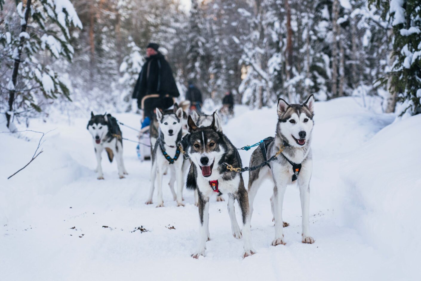 Apukka Husky Adventure Aurora Nights