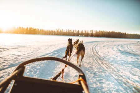 Husky Adventure