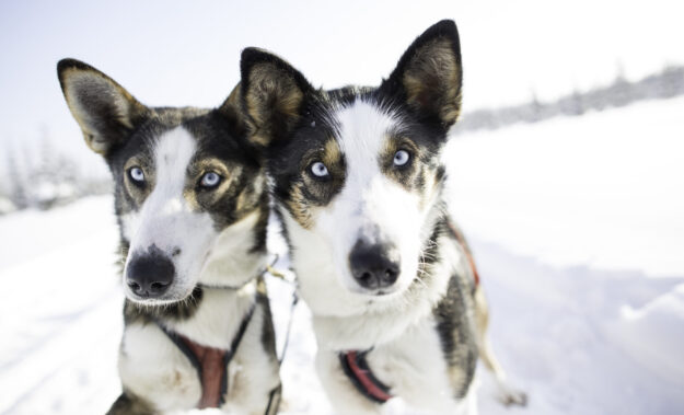 Exclusive Use Arctic Lodge Getaway | Northern Lights Holiday Experts | Travel with Aurora Nights