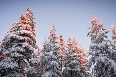 Wild Nordic Finland