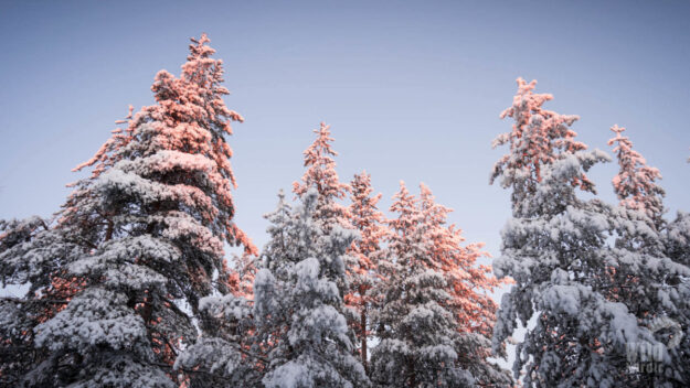 Wild Nordic Finland