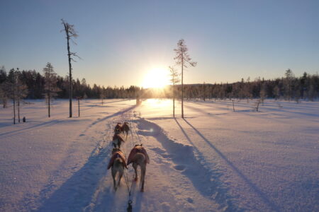 Sweden_NorthernSweden_YellowSnowHusky_DogSledding13-