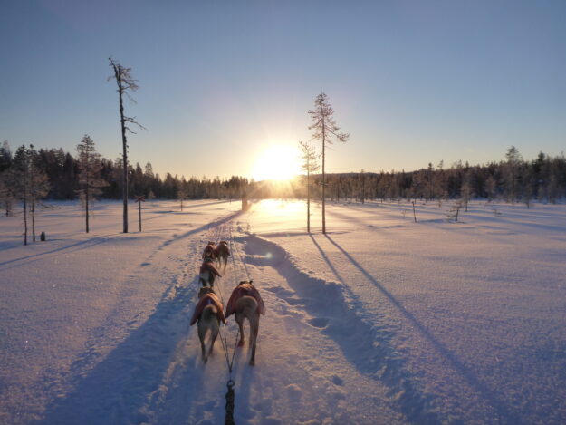 Sweden_NorthernSweden_YellowSnowHusky_DogSledding13-