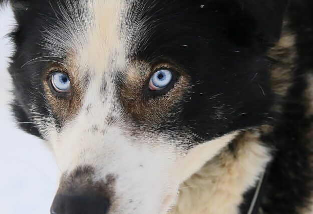 Sweden_NorthernSweden_YellowSnowHusky_DogSledding