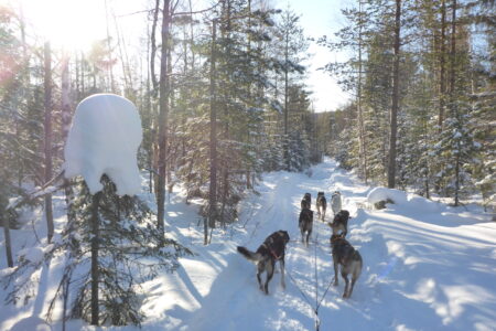 Sweden_NorthernSweden_YellowSnowHusky_DogSledding3
