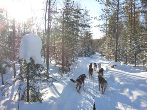 Sweden_NorthernSweden_YellowSnowHusky_DogSledding3