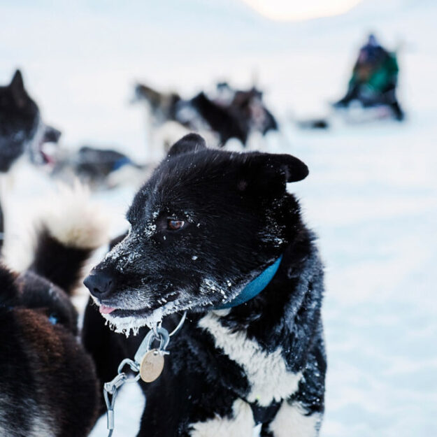 Dog Sledding in Svalbard