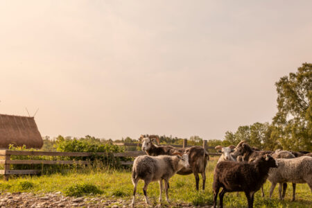Sibbjäns, Gotland